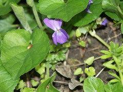 Viola