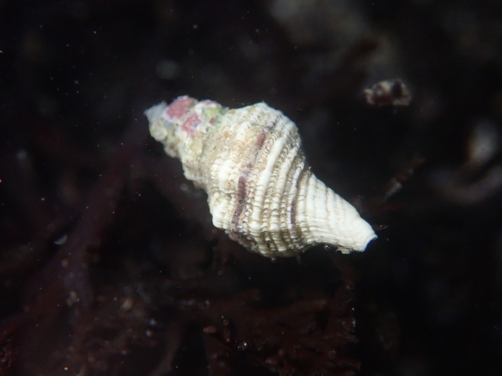Urosalpinx subangulata