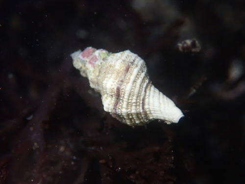 Urosalpinx subangulata