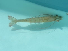 Penaeidae