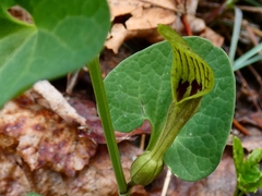 Aristolochia pallida