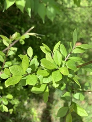 Forestiera ligustrina