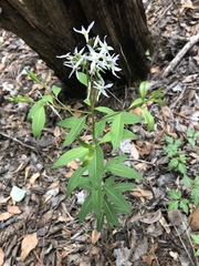 Amsonia rigida