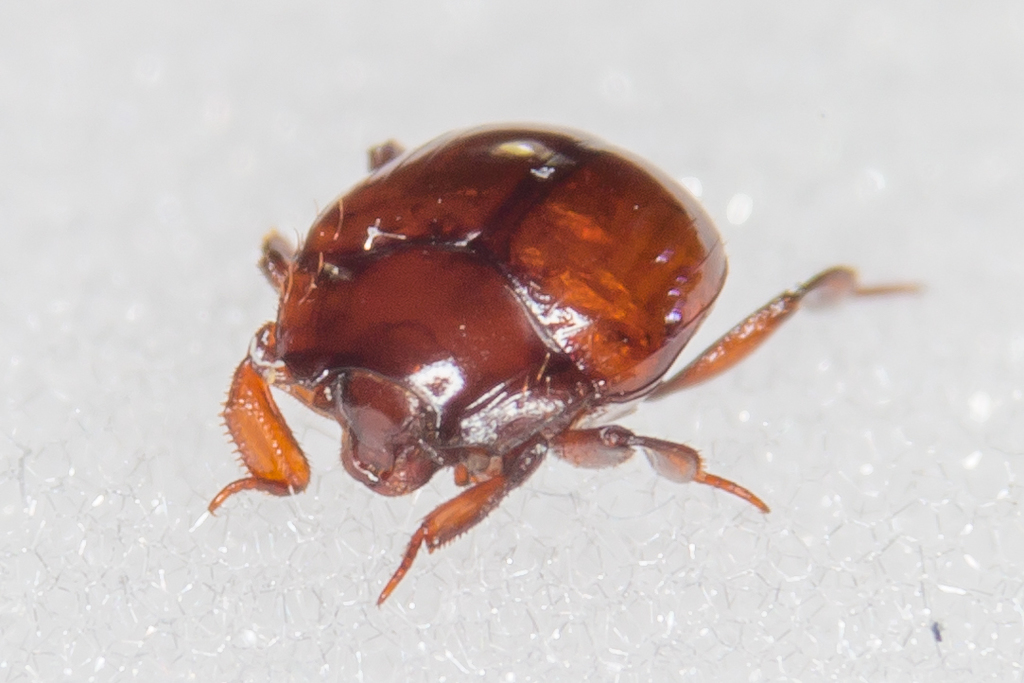 Haeterius ferrugineus