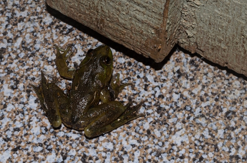 Cardoso's Swimming Frog, Pseudis cardosoi