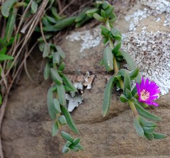 Delosperma giffenii