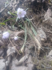 Hepatica americana