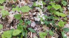 Tiarella stolonifera