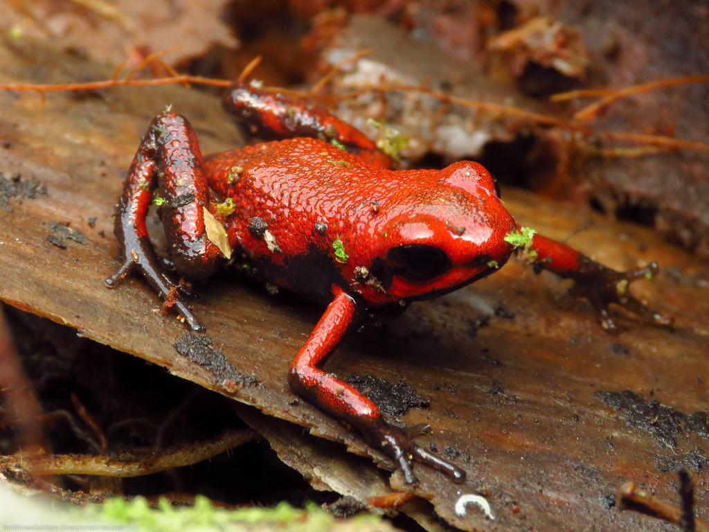 Cassidy's Poison Dart Frog