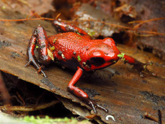 Cassidy's Poison Dart Frog photo 1