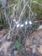 Hepatica americana