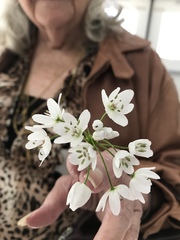 Allium neapolitanum