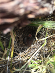 Chondestes grammacus