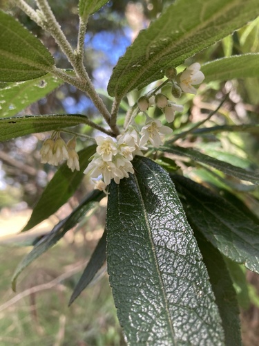 Asterotrichion discolor, photograph 3