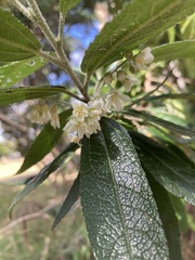 krumpianking, CC BY, iNaturalist via GBIF Asterotrichion discolor, photograph krumpianking, CC BY, iNaturalist via GBIF