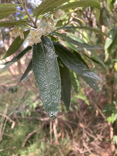 Asterotrichion discolor, photograph 4