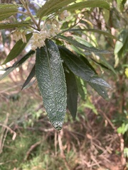 krumpianking, CC BY, iNaturalist via GBIF Asterotrichion discolor, photograph krumpianking, CC BY, iNaturalist via GBIF