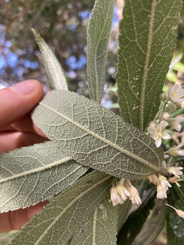 Asterotrichion discolor, photograph 5