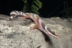 Northern Velvet Gecko photo 2