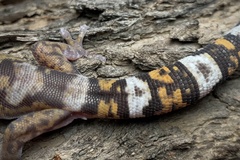 Northern Velvet Gecko photo 5