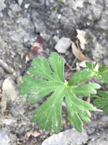 iNaturalist observation photo of Carolina crane's-bill