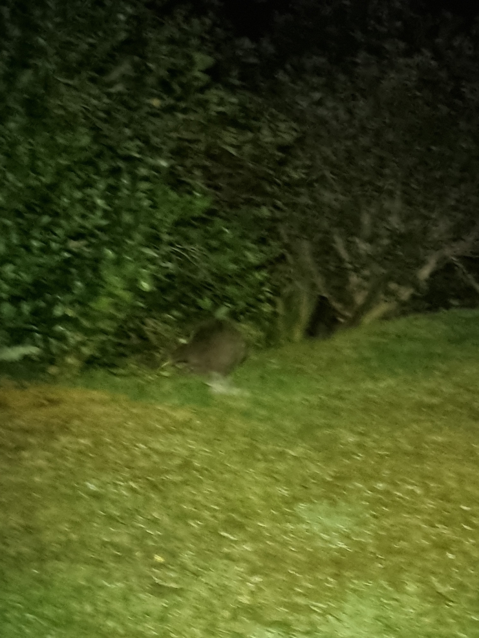 Great Spotted Kiwi (Apteryx maxima)