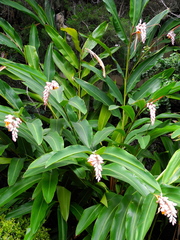 Alpinia nutans