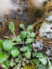 Sedum glaucophyllum