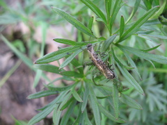 Sciapteryx consobrina