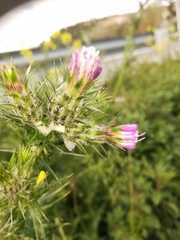 Carduus pycnocephalus