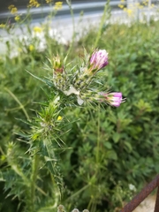 Carduus pycnocephalus