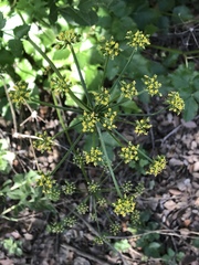 Lomatium lucidum