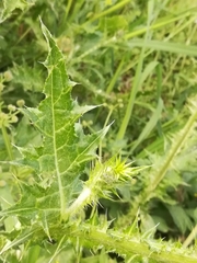 Carduus pycnocephalus