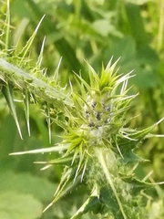 Carduus pycnocephalus