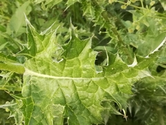 Carduus pycnocephalus