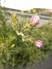 Carduus pycnocephalus