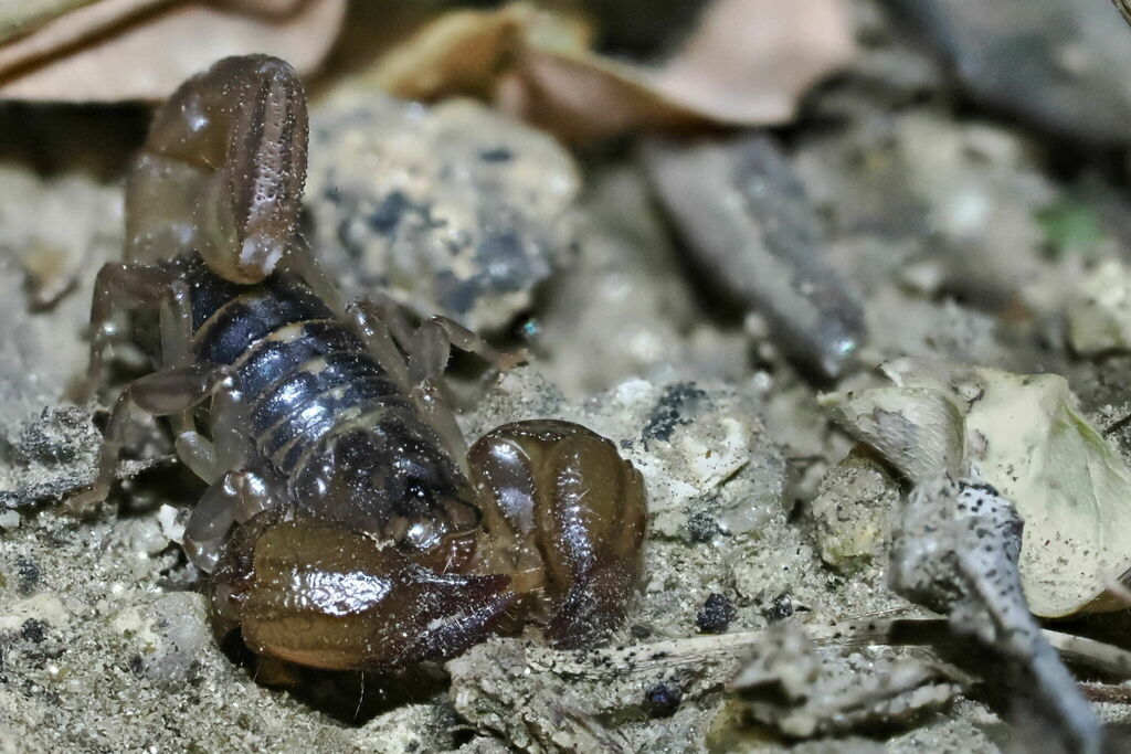 Nullibrotheas allenii