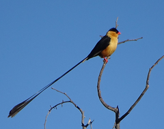 Vidua regia