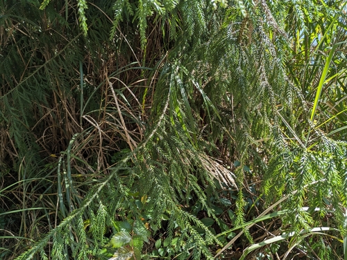 Image of Taiwania cryptomerioides by (c) 潘立傑 LICHIEH_PAN, some rights reserved (CC BY)