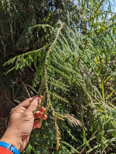 Image of Taiwania cryptomerioides by (c) 潘立傑 LICHIEH_PAN, some rights reserved (CC BY)
