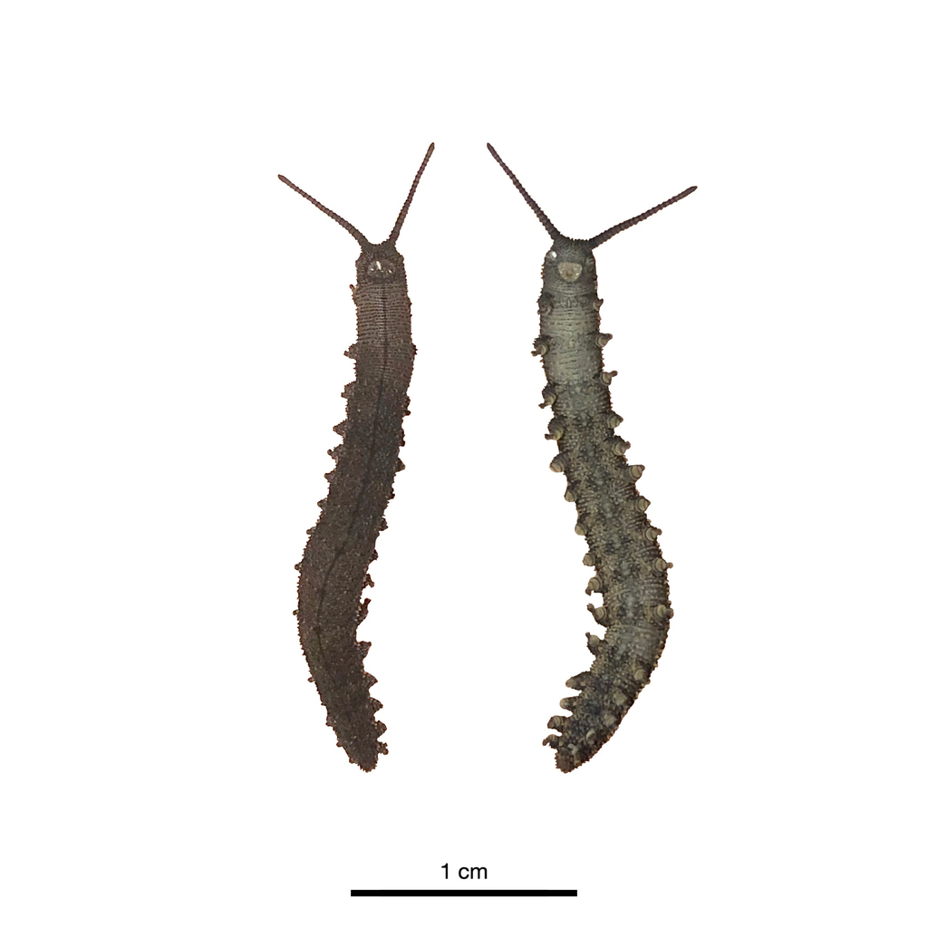 Planipapillus taylori