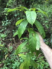 Clerodendrum indicum