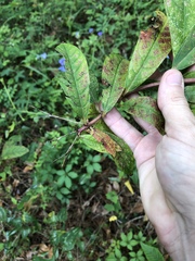Clerodendrum indicum