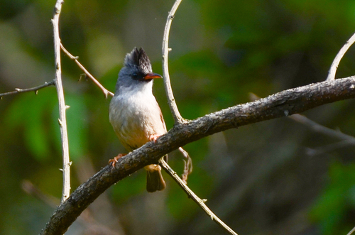 Black-chinned Yuhina (Yuhina nigrimenta), photo 4
