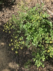 Lomatium lucidum