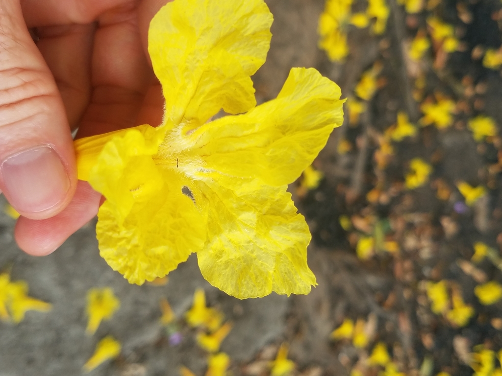 Golden trumpet tree