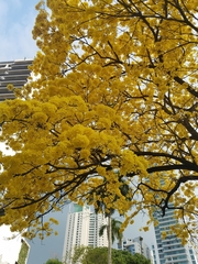 Handroanthus guayacan