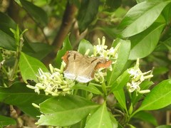 Odontoptilum angulata