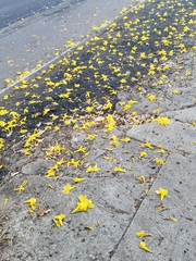 Handroanthus guayacan