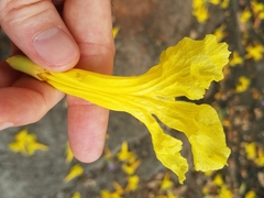 Handroanthus guayacan